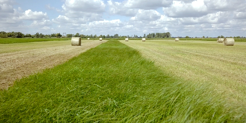 Auf einer Wiese in der Havelniederung liegen Heuballen.