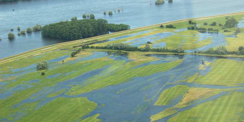 Sognanntes Qualmwasser sickert durch die Deiche und durchfeuchtet Flächen im Deichhinterland der Elbe beim Hochwasser 2013